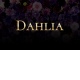 ダリア（Ｄａｈｌｉａ）